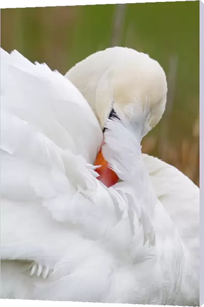 Mute Swan (Cygnus olor) adult, close-up of head, preening, Suffolk, England, january