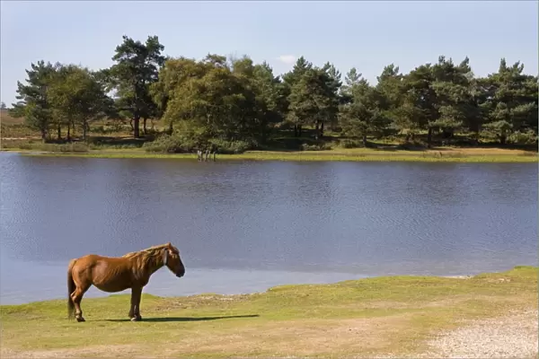 New Forest Pony, adult, standing at edge of lake, New Forest, Hampshire, England, september