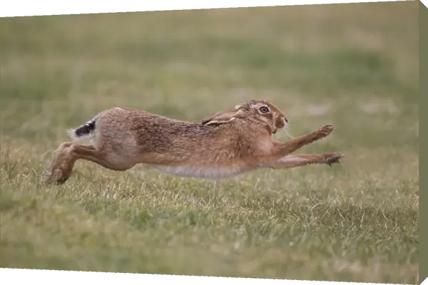 European Hare (Lepus europaeus) adult male, running to chase away rival male from female, Suffolk, England, february