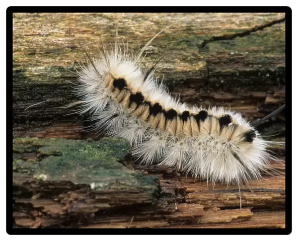 Pale Tiger Moth (Halysidota tessellaris) caterpillar, on log, U. S. A
