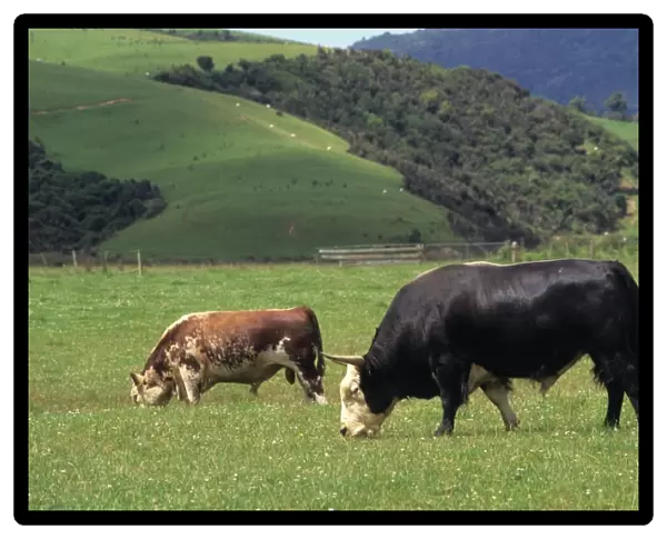 Domestic Yak (Bos grunniens) x Domestic Cattle (Bos primigenius) Hereford, Dzo bull, with Shorthorn bull