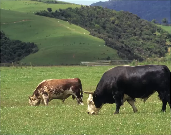 Domestic Yak (Bos grunniens) x Domestic Cattle (Bos primigenius) Hereford, Dzo bull, with Shorthorn bull