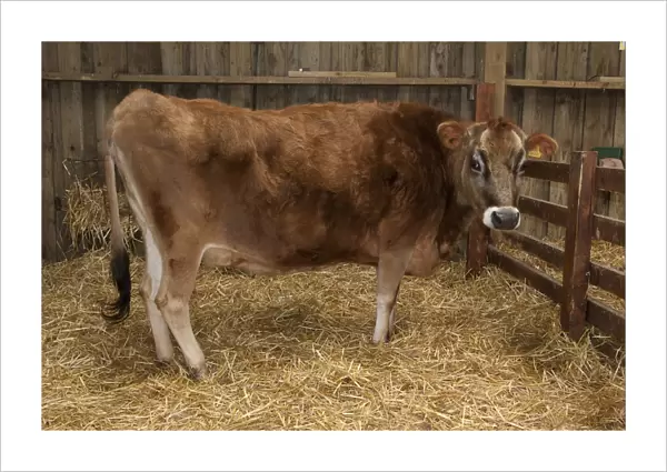Domestic Cattle, Jersey calf, standing on straw bedding in barn, Fishers Park Farm, West Sussex, England, march