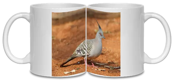 Crested Pigeon (Geophaps lophotes) adult, foraging on ground, Northern Territory, Australia