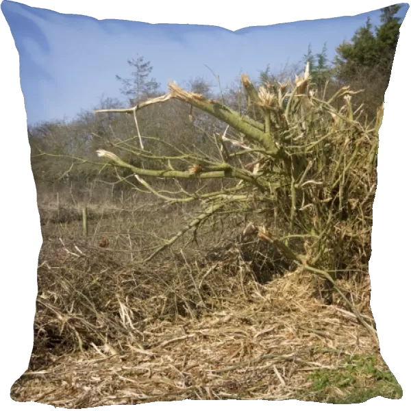 A very badly flailed hedge has done a lot of damage to this important habitat