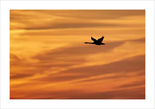 Whooper Swan (Cygnus cygnus) in flight, silhouetted at sunrise, Caerlaverock W. W. T