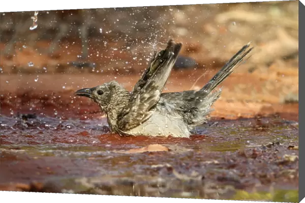 Great Bowerbird (Chlamydera nuchalis) adult, bathing in puddle, Kakadu N. P. Northern Territory, Australia