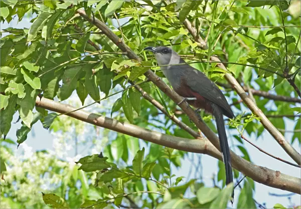 Chestnut-bellied Cuckoo (Coccyzus pluvialis) adult, perched on branch, Port Antonio, Jamaica, april