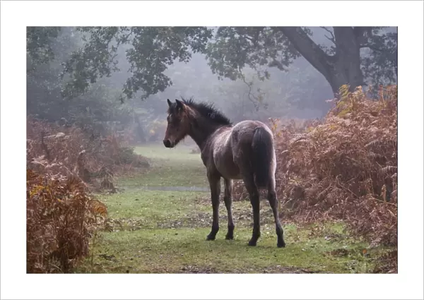 New Forest Pony, foal, standing beside bracken in autumn colour, in early morning mist, New Forest, Hampshire, England