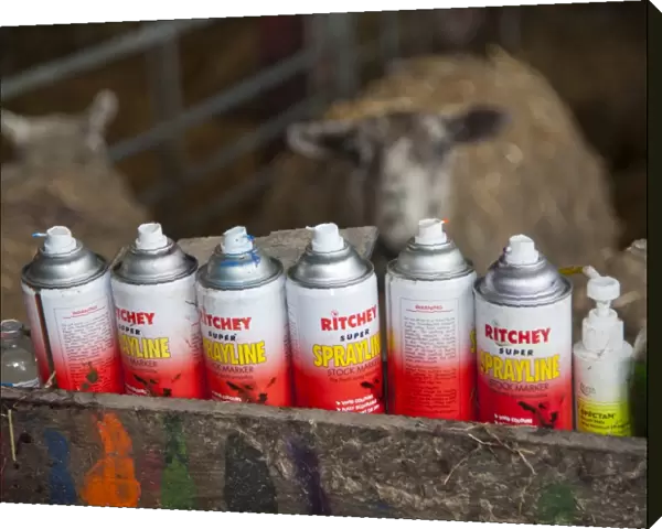 Sheep farming, spray stock markers in trough, with Texel cross mule ewes in lambing shed, Welshpool, Powys, Wales