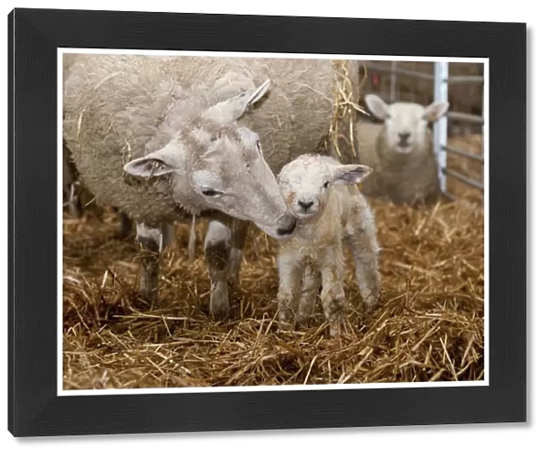 Domestic Sheep, Texel cross ewe with newborn Texel sired lamb, on straw bedding in lambing shed, Welshpool, Powys