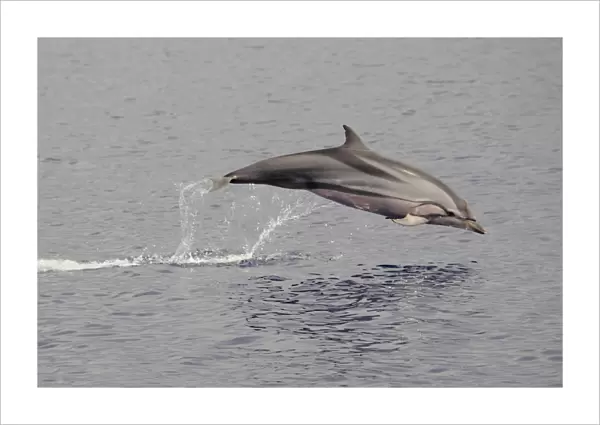 Striped Dolphin (Stenella coeruleoalba) adult, leaping out of water, Maldives, march