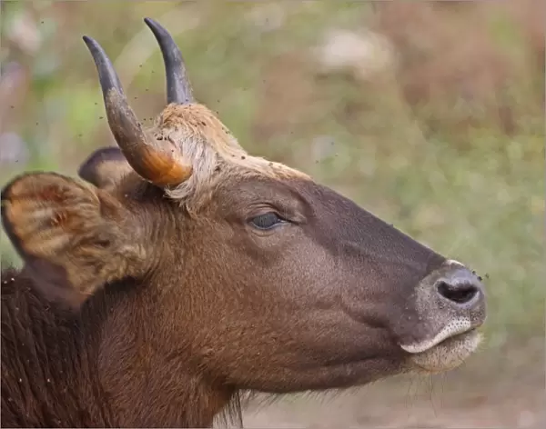 Gaur (Bos gaurus gaurus) immature, close-up of head, flicking ears whilst being bothered by flies, Nameri, Assam