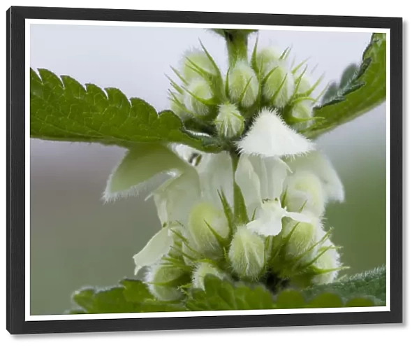 White Dead-nettle (Lamium album) close-up of flowers and flowerbuds, Crossness Nature Reserve, Bexley, Kent, England