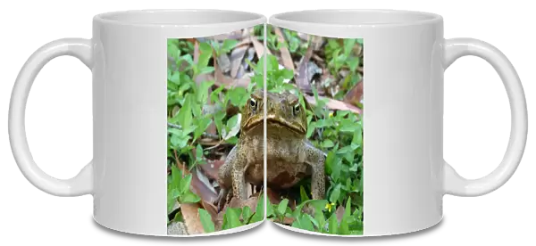 Cane Toad (Rhinella marinus) introduced species, adult, sitting amongst eucalyptus leaf litter, Northern Territory