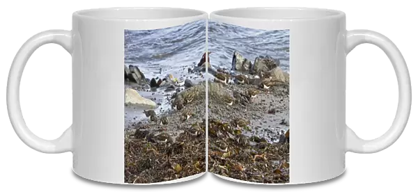 Ruddy Turnstones flock feeding on seaweed covered beach, Jura, Scotland