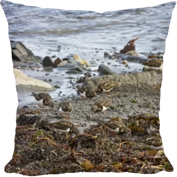 Ruddy Turnstones flock feeding on seaweed covered beach, Jura, Scotland