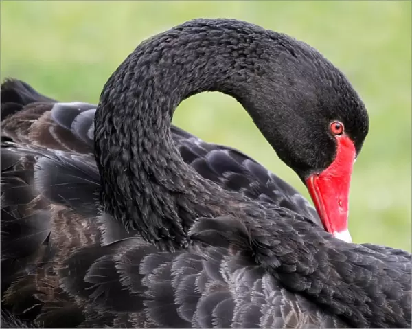 Black Swan (Cygnus atratus) adult, close-up of head and neck, Perth, Western Australia, Australia