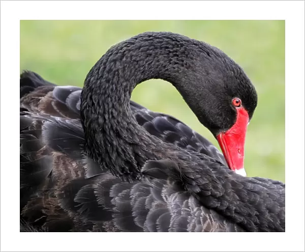 Black Swan (Cygnus atratus) adult, close-up of head and neck, Perth, Western Australia, Australia