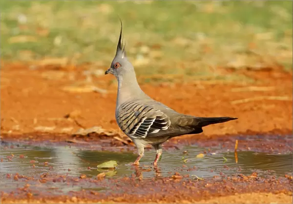 Crested Pigeon (Geophaps lophotes) adult, standing in puddle, Northern Territory, Australia