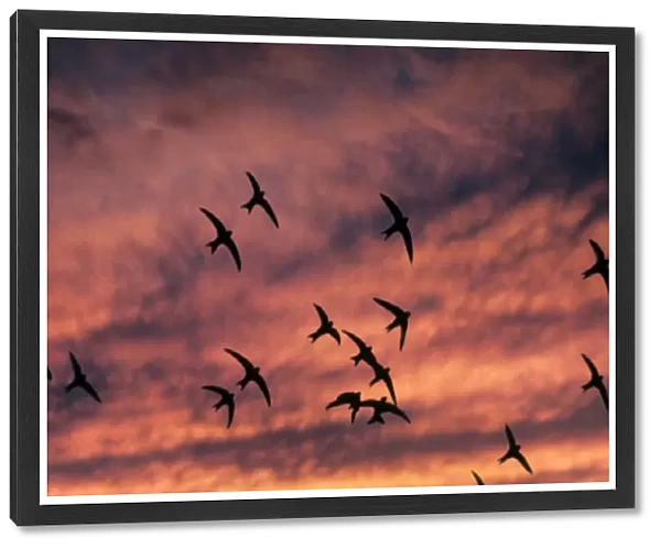 Common Swift (Apus apus) flock, in flight, silhouetted at sunset, France