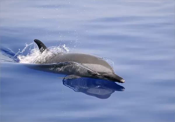 Pantropical Spotted Dolphin (Stenella attenuata) adult, surfacing from water, Maldives, march