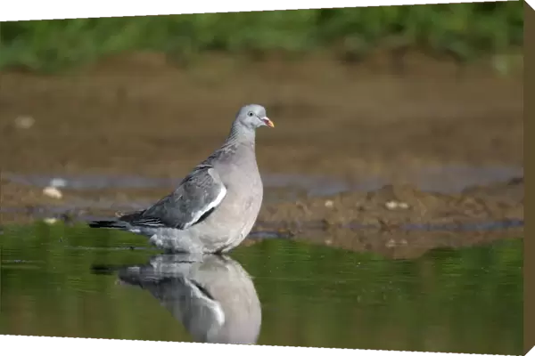 Wood Pigeon (Columba palumbus) immature, drinking, standing in shallow water, Midlands, England, august