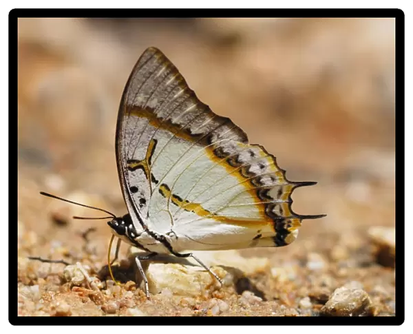 Great Nawab Butterfly (Polyura eudamippus) adult, feeding on mineral salts in tropical forest