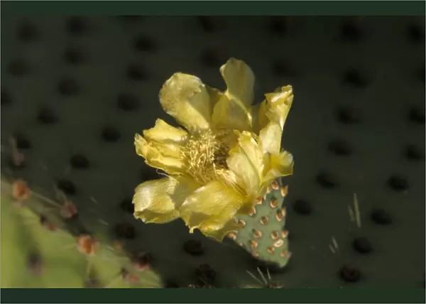 Prickly Pear Cactus (Opuntia echios var. zacana) Flower - North Seymour, Galapagos