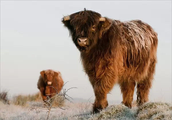 Domestic Cattle, Highland Cattle, calf and cow, standing on frost covered grazing marsh at dawn