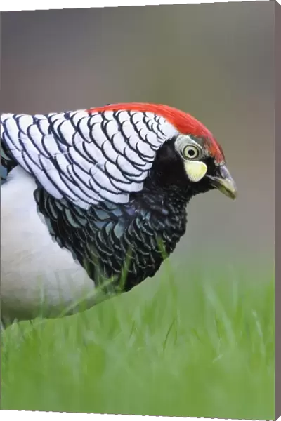 Lady Amhersts Pheasant (Chrysolophus amherstiae) introduced species, adult male, close-up of head, Norfolk, England