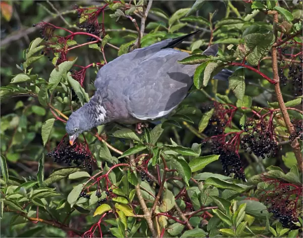 Wood Pigeon (Columba palumbus) adult, feeding on Elder (Sambucus nigra) berries, Norfolk, England, October