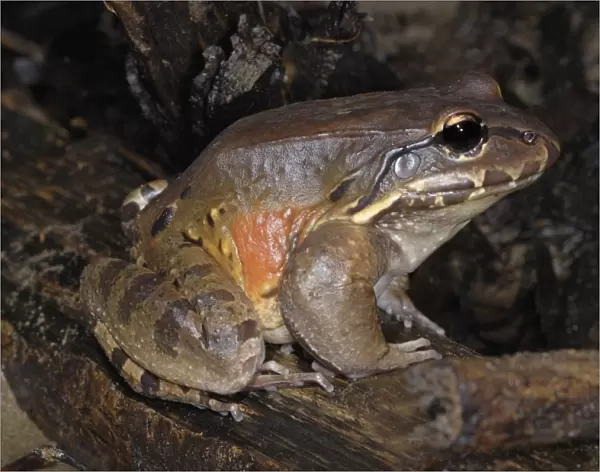 Smokey Jungle Frog (Leptodactylus pentadactylus) adult, sitting on log in rainforest, Drake Bay, Osa Peninsula