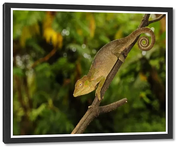 Ituri Chameleon (Kinyongia gyrolepis) adult, clinging to branch, Kahuzi-Biega N. P