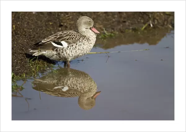 Cape Teal (Anas capensis) adult, standing in water with reflection at lake shore, Lake Nakuru N. P