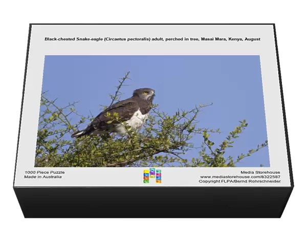 Black-chested Snake-eagle (Circaetus pectoralis) adult, perched in tree, Masai Mara, Kenya, August