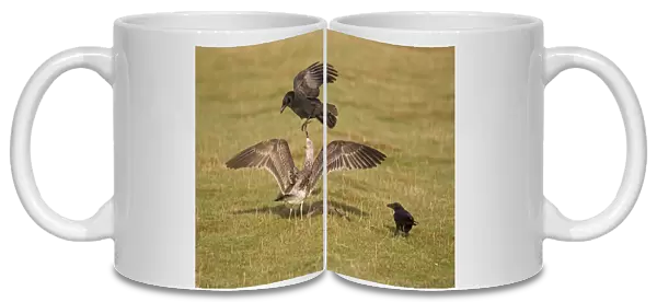 Herring Gull (Larus argentatus) juvenile, chasing Carrion Crow (Corvus corone) two adults