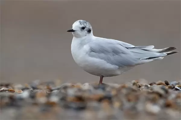 Little Gull (Larus minutus) immature, second year plumage, standing on shingle beach, Norfolk, England, july