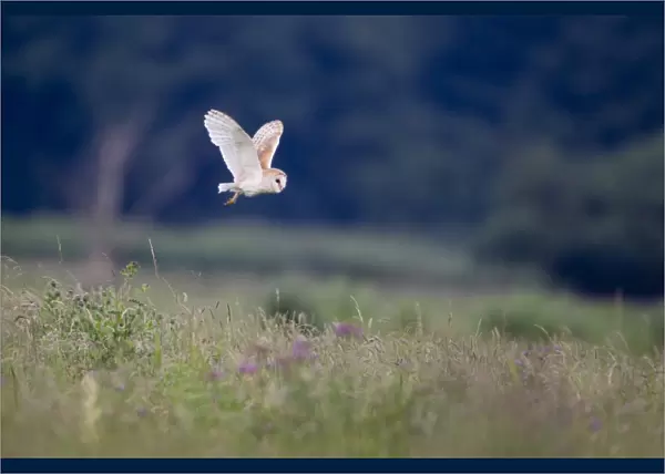 Barn Owl (Tyto alba) adult, in flight over grazing marsh habitat, Suffolk, England, June