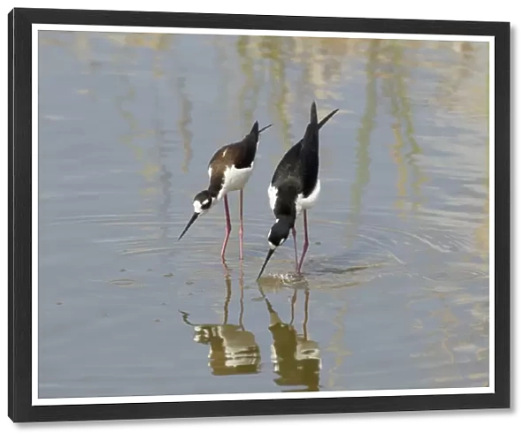 Black-necked Stilt (Himantopus mexicanus) adult pair, courtship display in water, South Padre Island, Texas, U. S. A