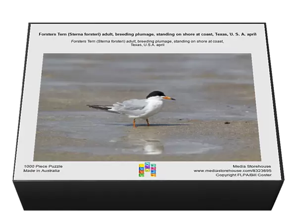 Forsters Tern (Sterna forsteri) adult, breeding plumage, standing on shore at coast, Texas, U. S. A. april