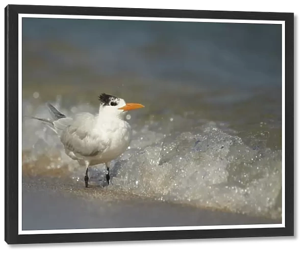 Royal Tern (Sterna maxima) adult, non-breeding plumage, standing in breaking surf on beach, Fort Lauderdale, Florida