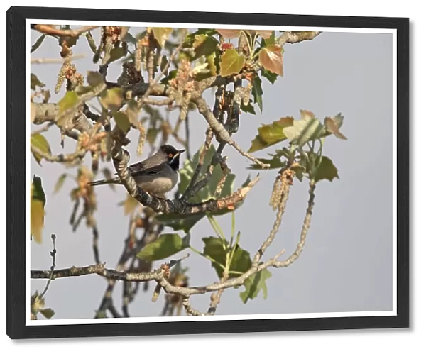 Ruppells Warbler (Sylvia rueppelli) adult male, perched on branch, Cyprus, march