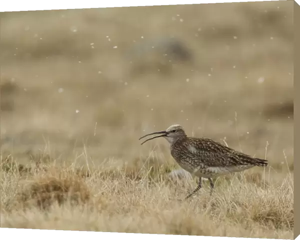 Whimbrel (Numenius phaeopus) adult, with beak open, walking on grass during snowfall, Iceland, June