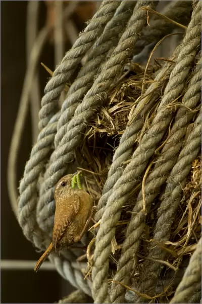 Eurasian Wren (Troglodytes troglodytes) adult, with caterpillars in beak, at nest in coiled rope, Derbyshire, England