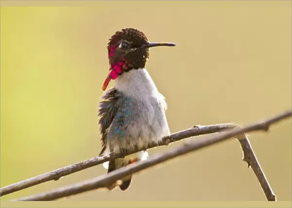 Bee Hummingbird (Mellisuga helenae) adult male, perched on twig, worlds smallest bird, Zapata Peninsula