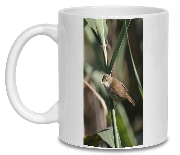 African Reed-warbler (Acrocephalus baeticatus) adult, perched on reed stem, Paarl Bird Sanctuary, Paarl, Western Cape
