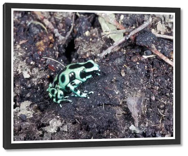 Frog-Poison Arrow (Dendrobates auratus) Sitting on soil