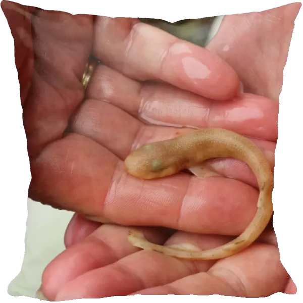 Lesser Spotted Dogfish (Scyliorhinus canicula) juvenile, held in human hands, Kimmeridge Bay, Isle of Purbeck, Dorset