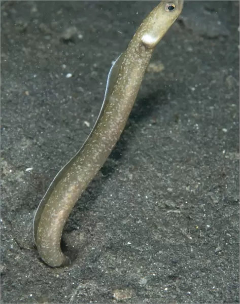 Many-toothed Garden Eel (Heteroconger perissodon) adult, emerging from hole, Lembeh Straits, Sulawesi, Sunda Islands